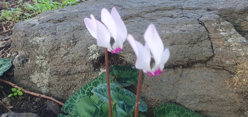 Foto de Ciclame