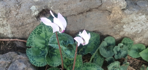 Foto de Ciclame