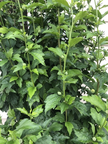 Rosa-de-sarom