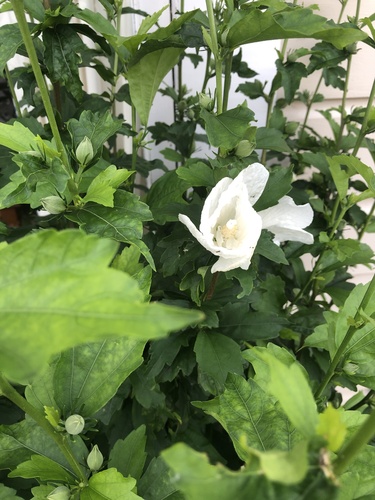 Foto de Rosa-de-sarom