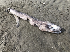 Conger verreauxi