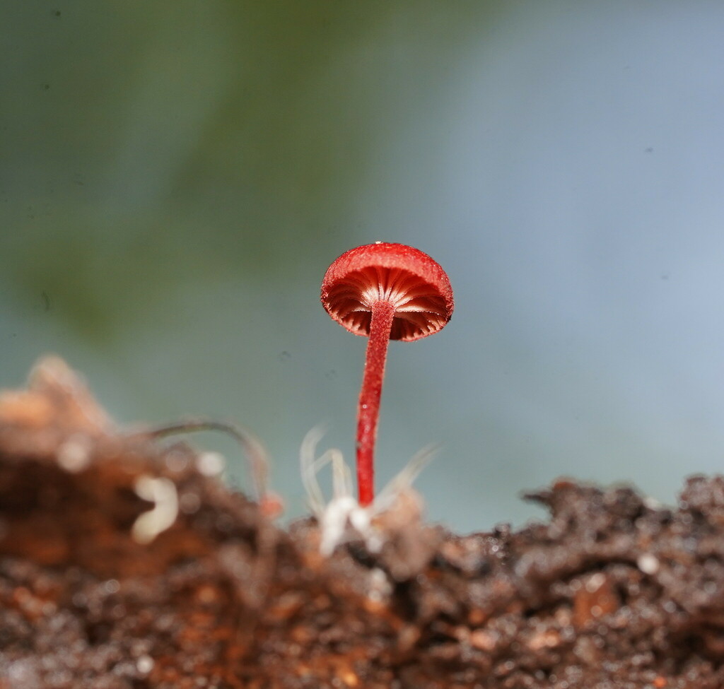 Ruby Bonnot ruby bonnet from Silvan VIC 3795, Australia on December 14, 2023 at 04: ...