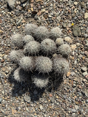 Coryphantha echinus