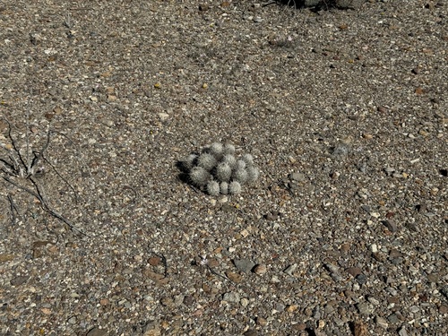 Coryphantha echinus