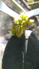 Xylosma spiculifera