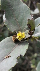 Xylosma spiculifera