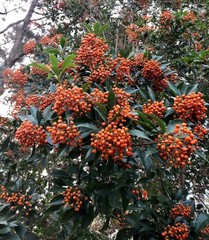 Pittosporaceae