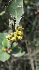 Xylosma spiculifera