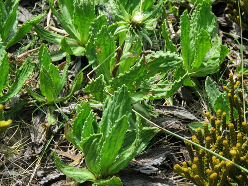 Celmisia prorepens, photograph 5