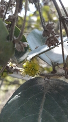 Xylosma spiculifera