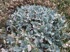 Eriogonum grande