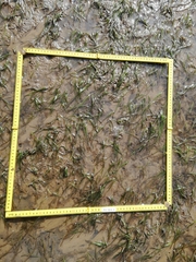 Zostera muelleri