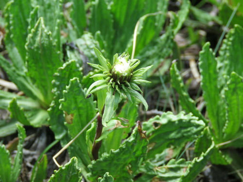 Celmisia prorepens, photograph 6