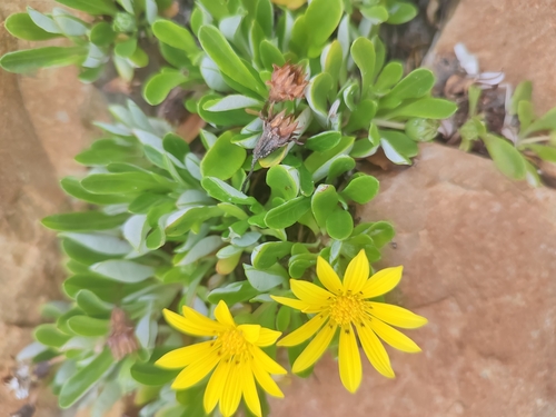 Foto de Gazânia