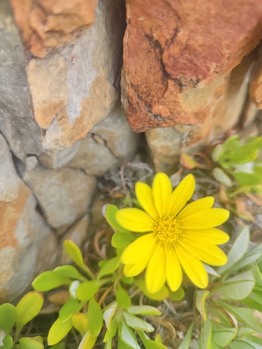 Foto de Gazânia