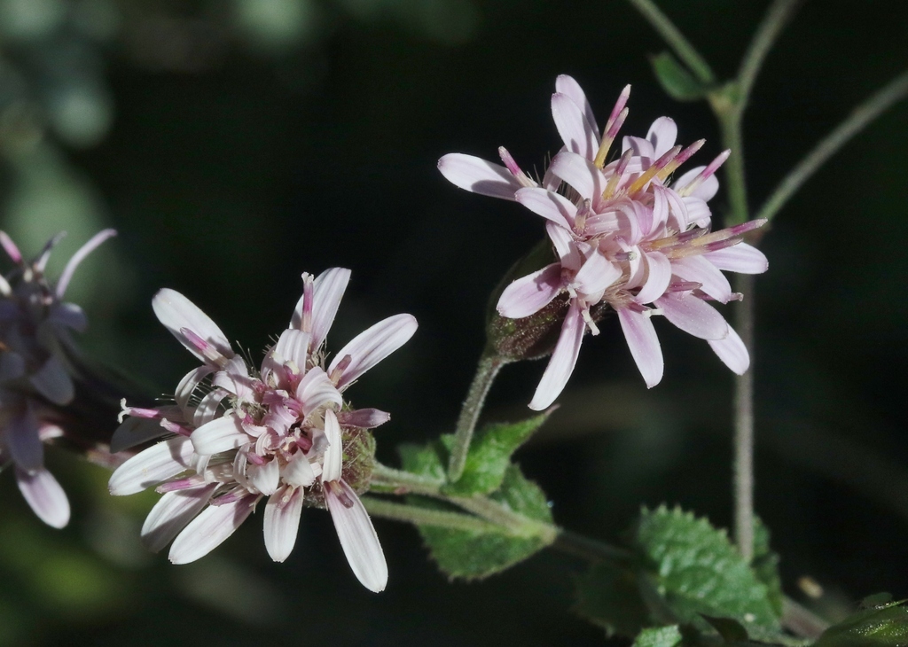 Acourtia pinetorum