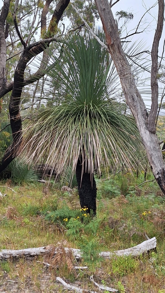 Tate's grass-tree from Parawa SA 5203, Australia on January 2, 2024 at ...