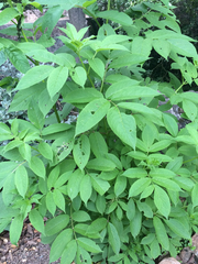 Sambucus racemosa racemosa