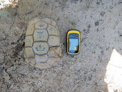 Chelonoidis chilensis