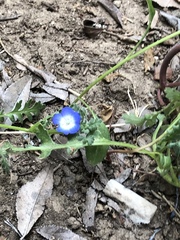 Nemophila menziesii