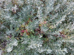 Eriogonum grande rubescens