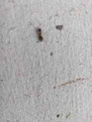 Liometopum occidentale