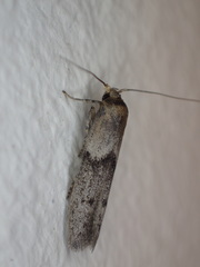 Blastobasis phycidella