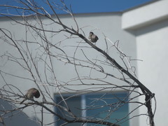 Haemorhous mexicanus