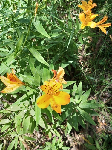 Foto de Astromelia