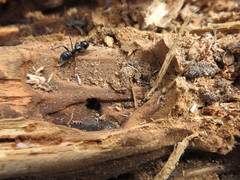 Camponotus laevissimus