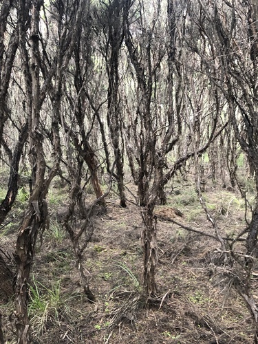Foto de Manuka