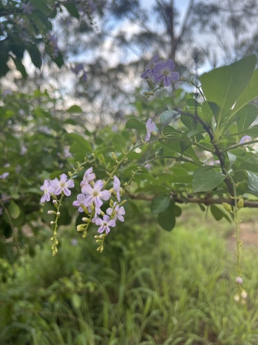 Foto de Pingo-de-ouro