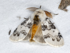 Iropoca rotundata