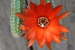Lobivia silvestrii