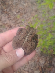 Anaxyrus americanus charlesmithi