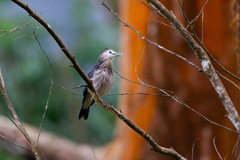 White-Faced Starling photo 2