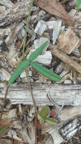 Image of Desmodium varians by (c) murrayoke, some rights reserved (CC BY)