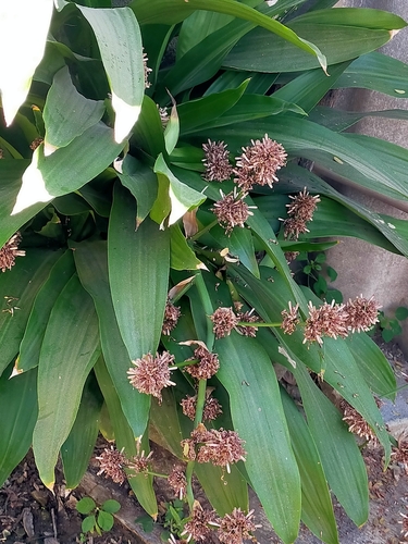Pau-d'água