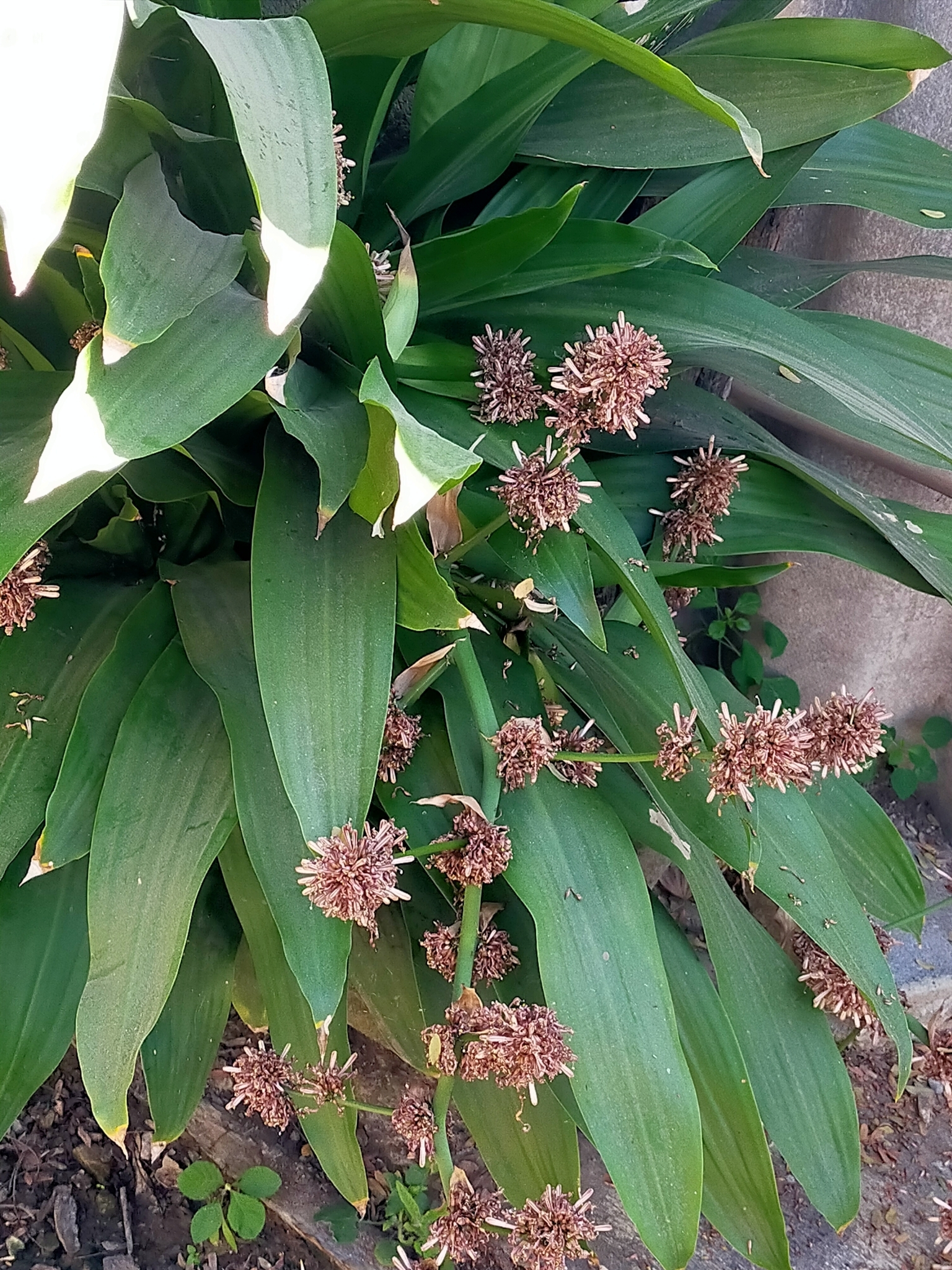 Imagem de Pau-d'água