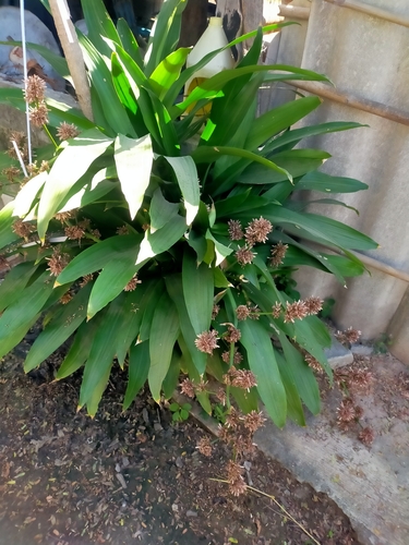 Foto de Pau-d'água