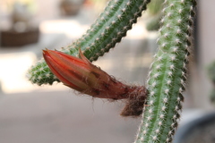 Lobivia silvestrii