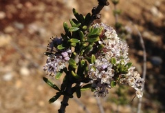 Ceanothus ophiochilus