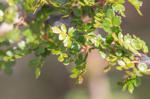 Commiphora socotrana (Balf.fil.) Engl.