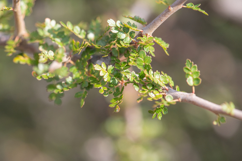 Commiphora socotrana (Balf.fil.) Engl. 2