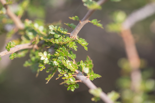Commiphora socotrana (Balf.fil.) Engl. 3