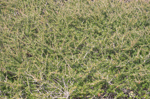 Commiphora socotrana (Balf.fil.) Engl. 4