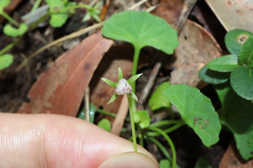 Image of Viola silicestris by (c) Thomas Mesaglio, some rights reserved (CC BY)