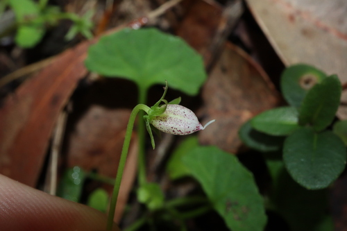Image of Viola silicestris by (c) Thomas Mesaglio, some rights reserved (CC BY)