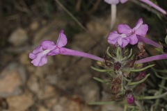 Salvia whitehousei