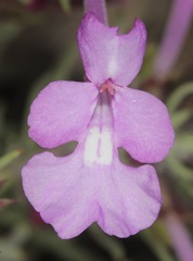 Salvia whitehousei